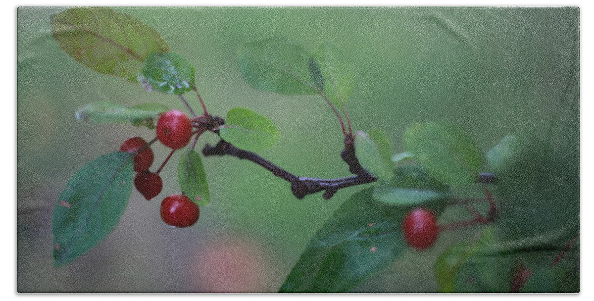 Green Beach Towel featuring the photograph Tiny Red Berries on a Branch by Laura Smith