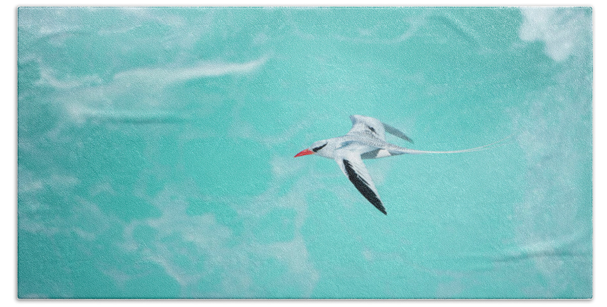 Animals Beach Towel featuring the photograph Red-billed Tropicbird Flying by Tui De Roy