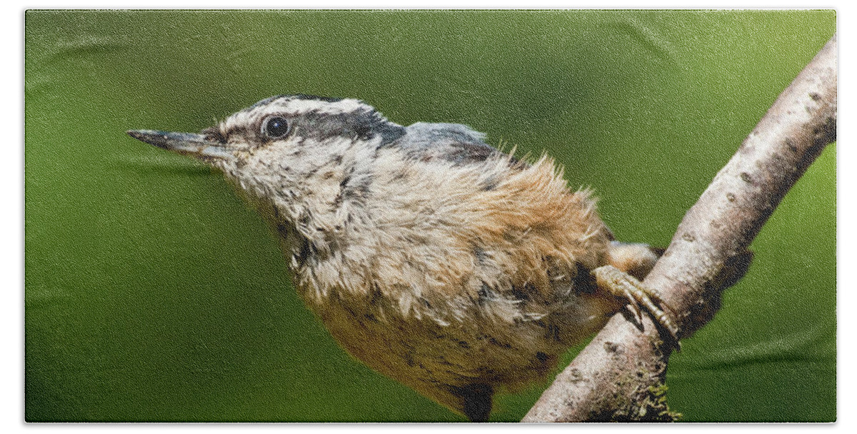 Animal Beach Towel featuring the photograph Red Breasted Nuthatch by Jeff Goulden