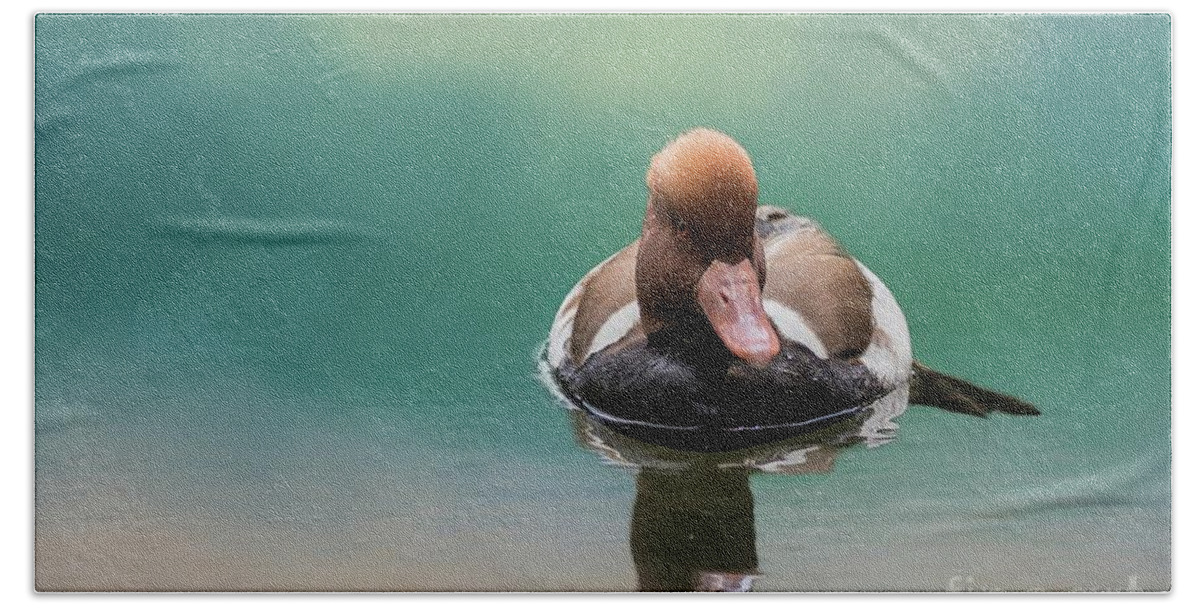 Red-crested Pochard Beach Towel featuring the photograph Red-Crested Pochard Swimming by Eva Lechner