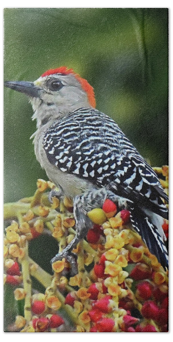Bird Beach Sheet featuring the photograph Red-crowned Woodpecker by Alan Lenk