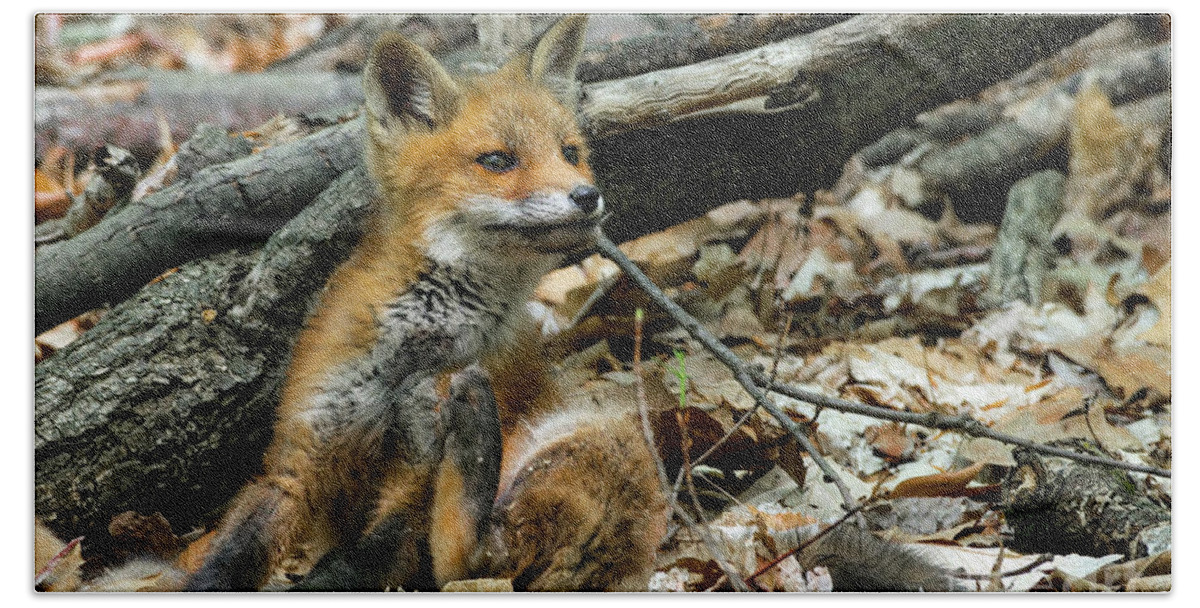 Fox Beach Towel featuring the photograph Red fox cub by Sam Rino