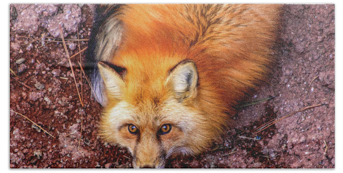 Arizona Beach Sheet featuring the photograph Red Fox in Canyon, Arizona by Dawn Richards