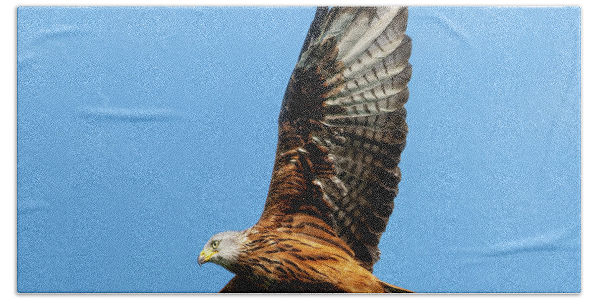 Red Kite Beach Towel featuring the photograph Red Kite soaring by Steev Stamford