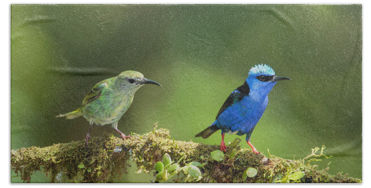 America Beach Towel featuring the photograph Red-legged Honeycreepers, Cyanerpes by James Zipp