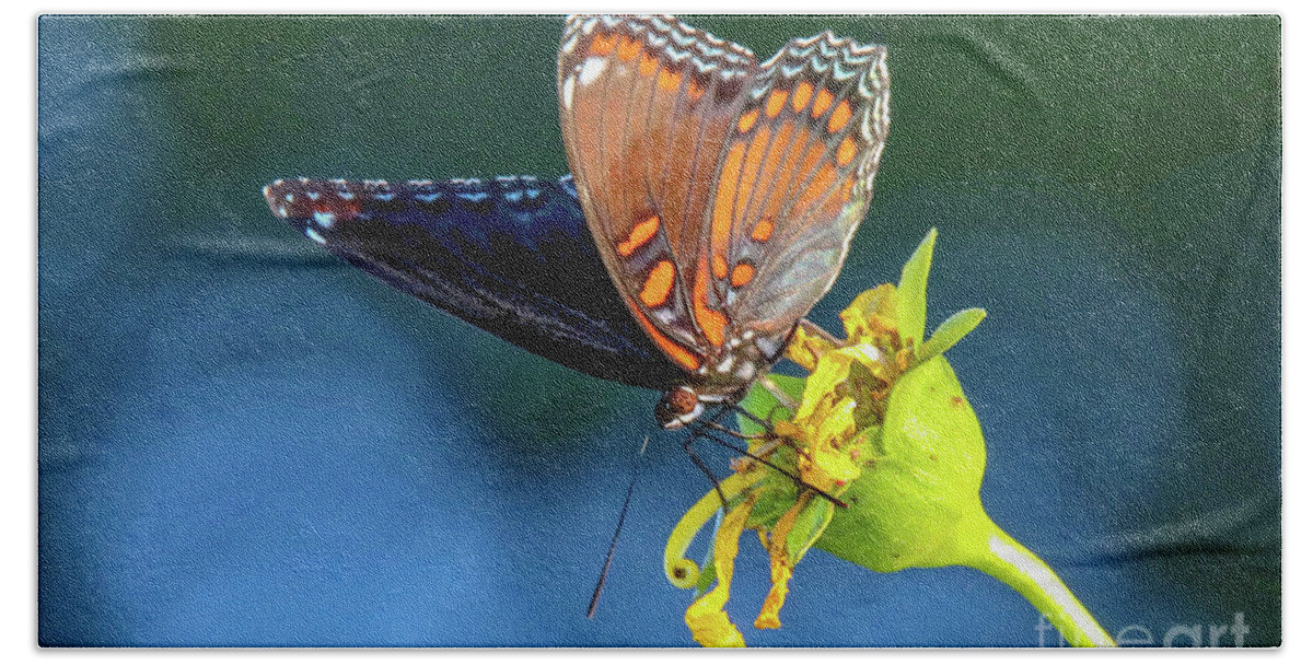 Red-spotted Purple Butterfly Beach Towel featuring the photograph Red-spotted Purple Butterfly by Susan Rydberg