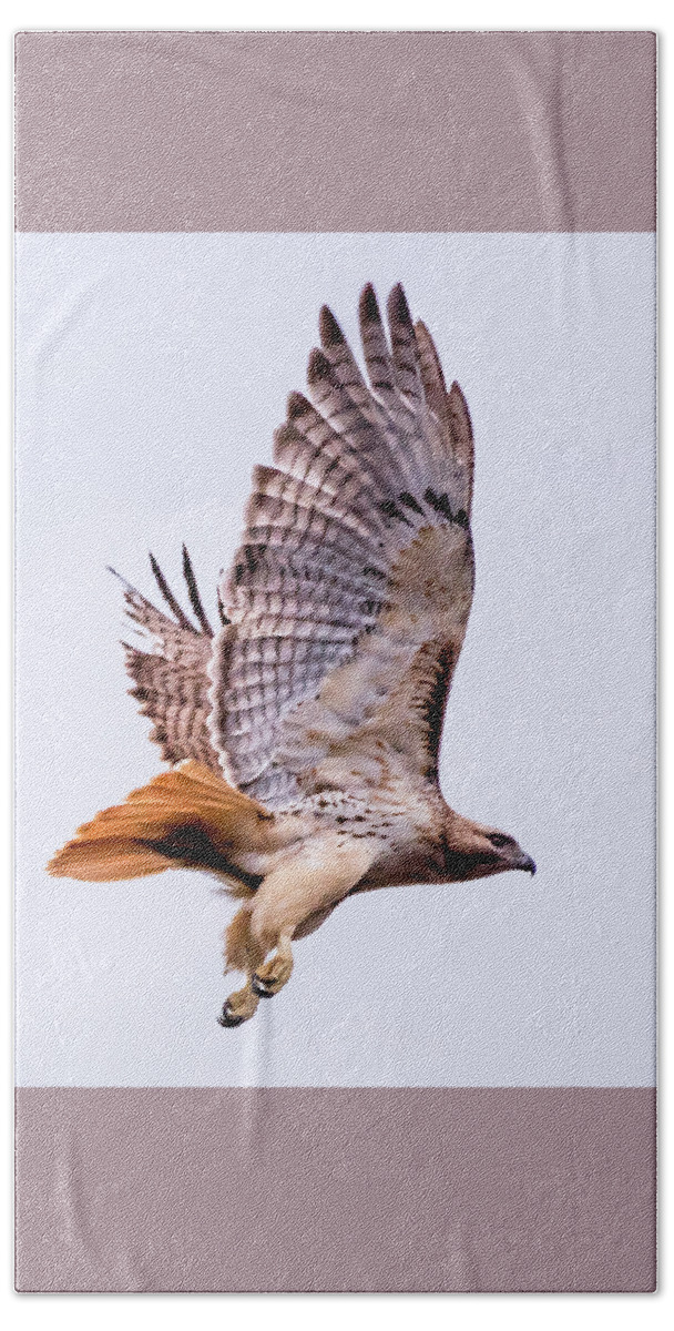 Terry D Photography Beach Sheet featuring the photograph Red Tail Hawk In Flight by Terry DeLuco