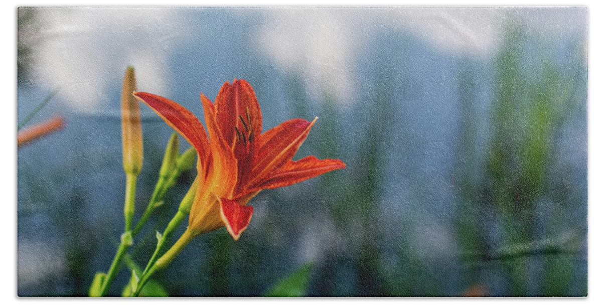 Tiger Lily Beach Towel featuring the photograph Reflections on a Tiger Lily by Douglas Wielfaert