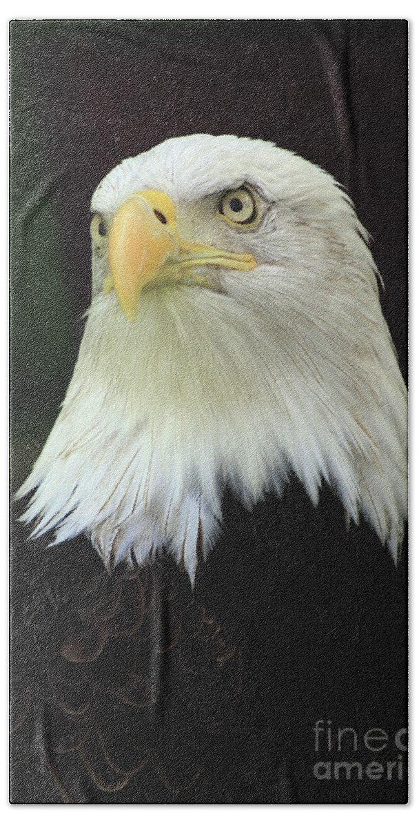 Eagle Beach Towel featuring the photograph Regal Eagle by Paula Guttilla