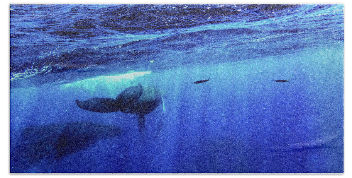 Humpback Whales Beach Towel featuring the photograph Return by Louise Lindsay