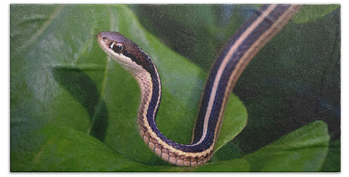 Snake Beach Sheet featuring the photograph Ribbon on Green by Art Cole