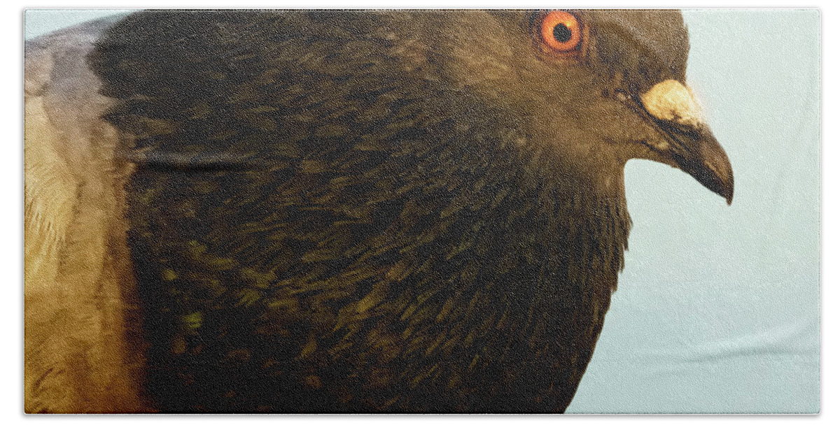 Closeup Beach Towel featuring the photograph Rock Pigeon Headshot Closeup by Pablo Avanzini