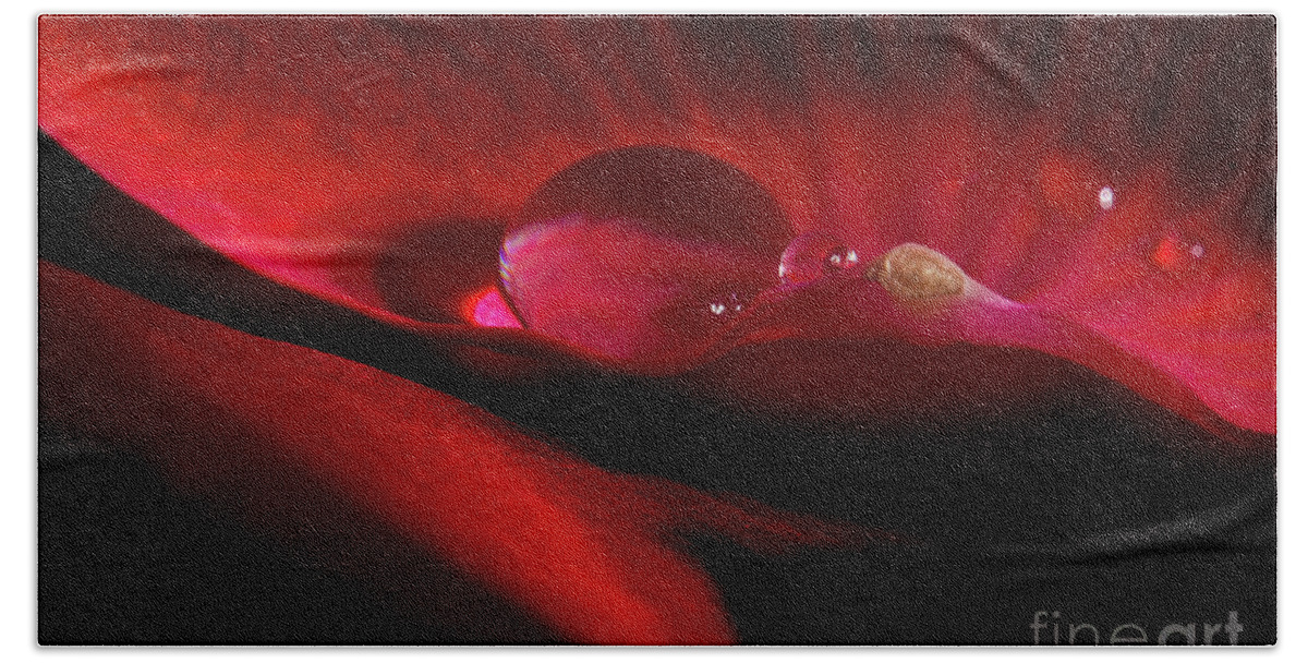 Rose Beach Towel featuring the photograph Rose Petal Droplet by Mike Eingle