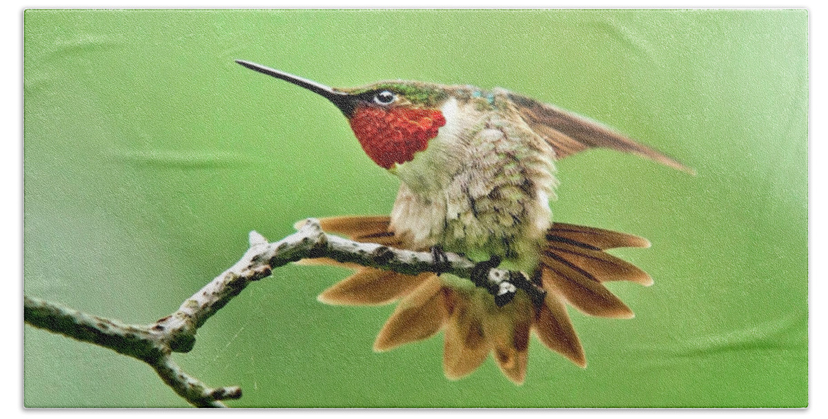 Hummingbird Beach Towel featuring the photograph Ruby Throated Hummingbird 4 by Christina Rollo