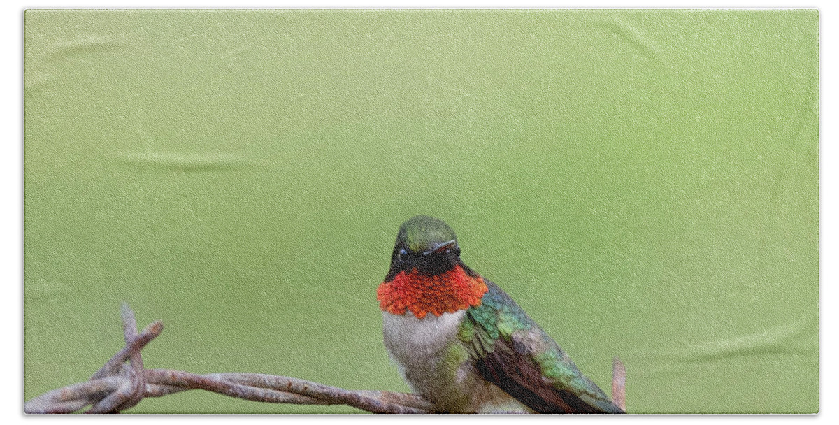 Square Beach Towel featuring the photograph Ruby Throated Hummingbird on Fence square by Bill Wakeley