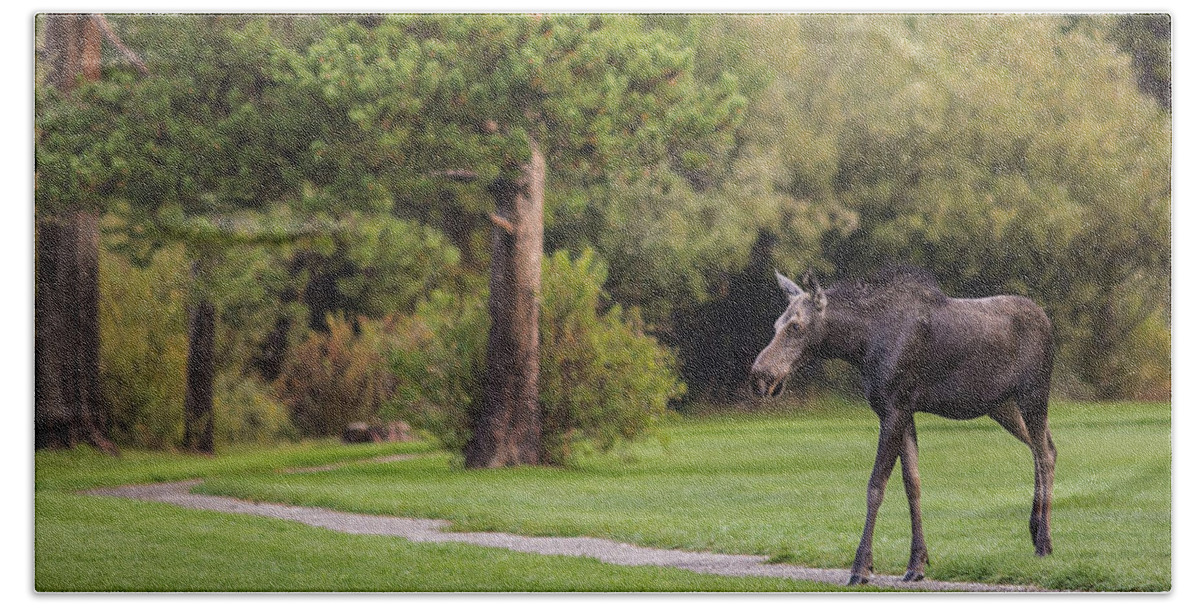 Running Moose Beach Towel featuring the photograph Running Moose by Julieta Belmont
