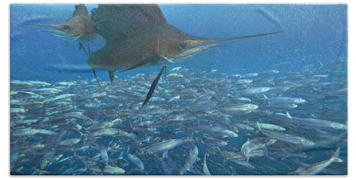 00558730 Beach Towel featuring the photograph Sailfish Hunting Round Sardinella, Isla Mujeres, Mexico by Tim Fitzharris