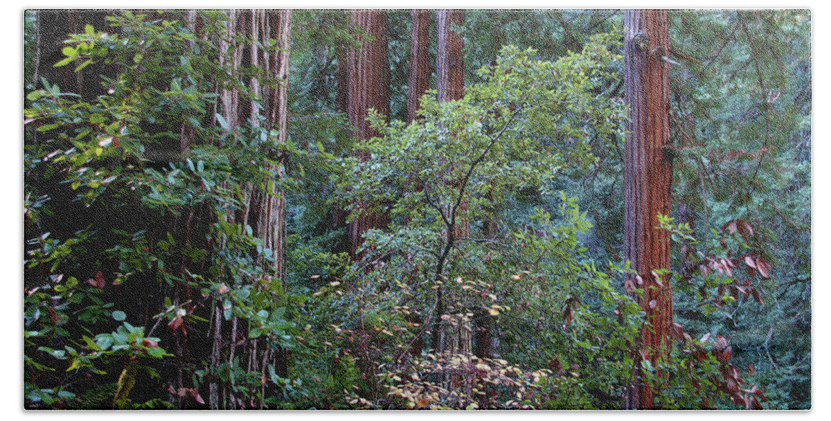 Redwoods Beach Sheet featuring the photograph Samuel Taylor Redwoods 2 by David Armentrout