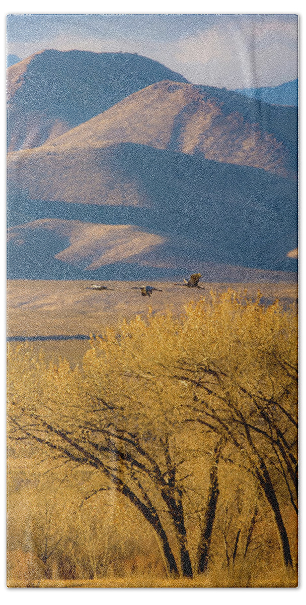Grus Canadensis Beach Towel featuring the photograph Sandhill Cranes near the Bosque by Jeff Phillippi