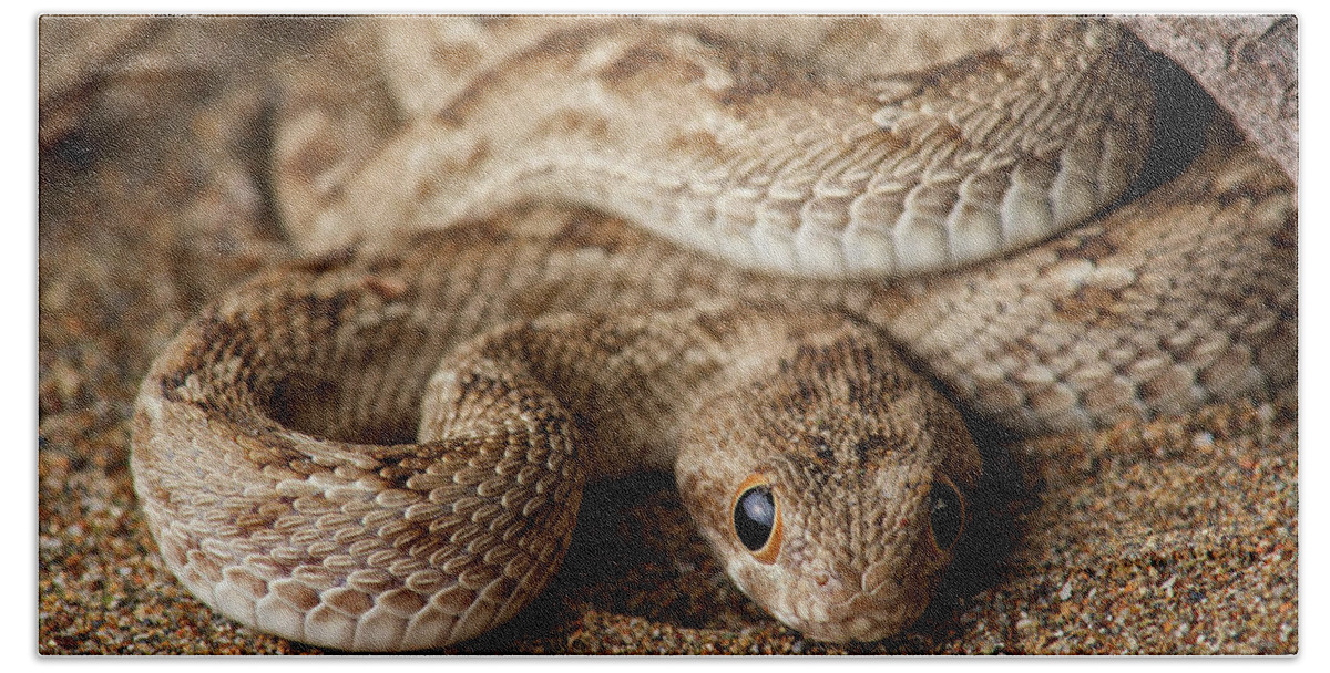 Disk1250 Beach Towel featuring the photograph Saw-scaled Viper Juvenile by James Christensen