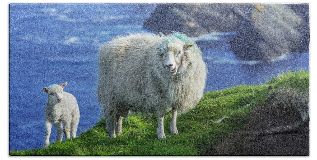 White Beach Towel featuring the photograph Scottish Sheep with Lamb by Arterra Picture Library