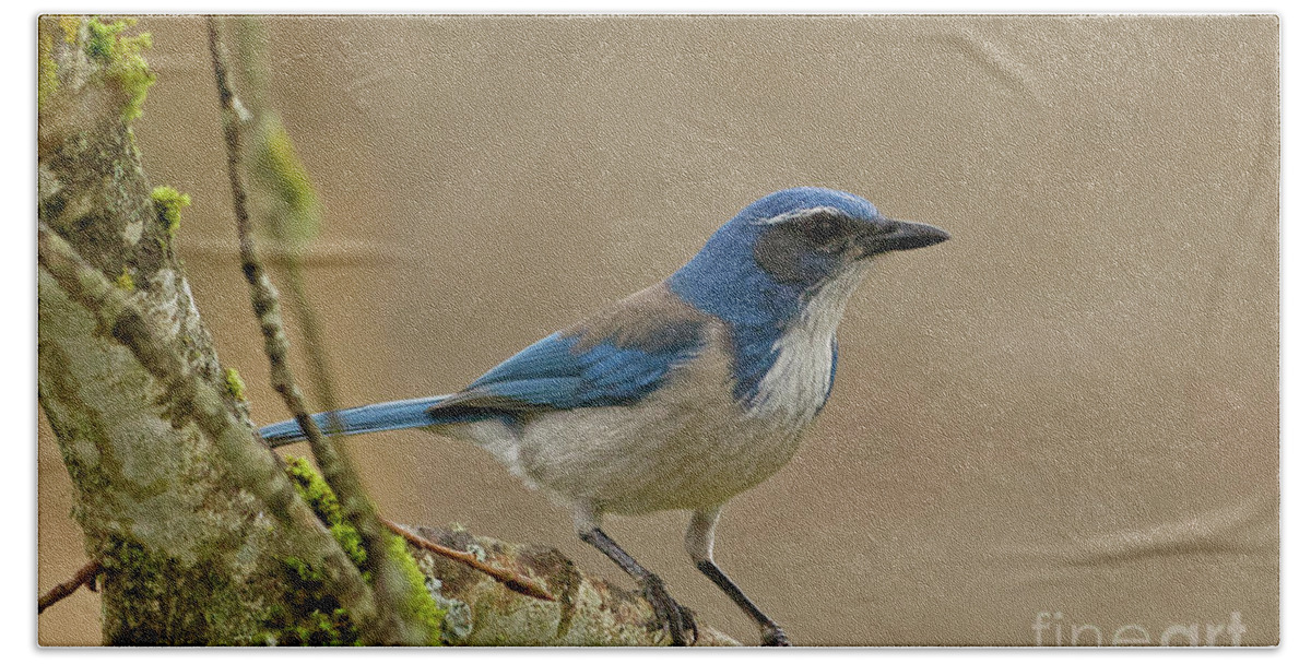 Scrub Jay Beach Towel featuring the photograph Scrub Jay by Natural Focal Point Photography