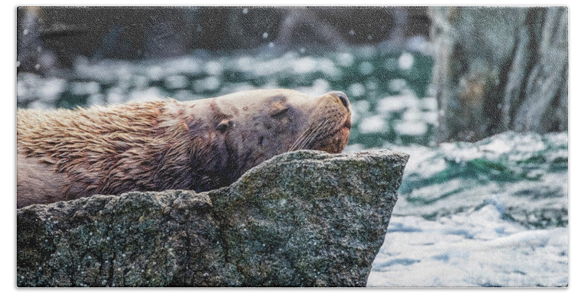 Sea Lion Beach Towel featuring the photograph Sea lion in Resurrection Bay, Alaska by Lyl Dil Creations