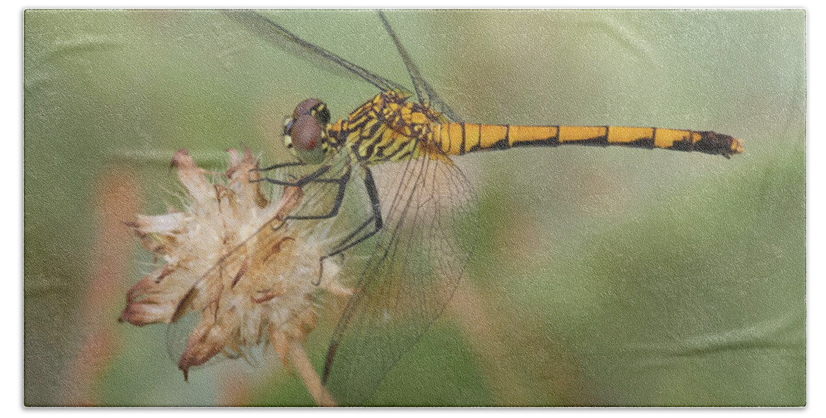 Dragonfly Beach Towel featuring the photograph Seaside Dragonlet by Paul Rebmann