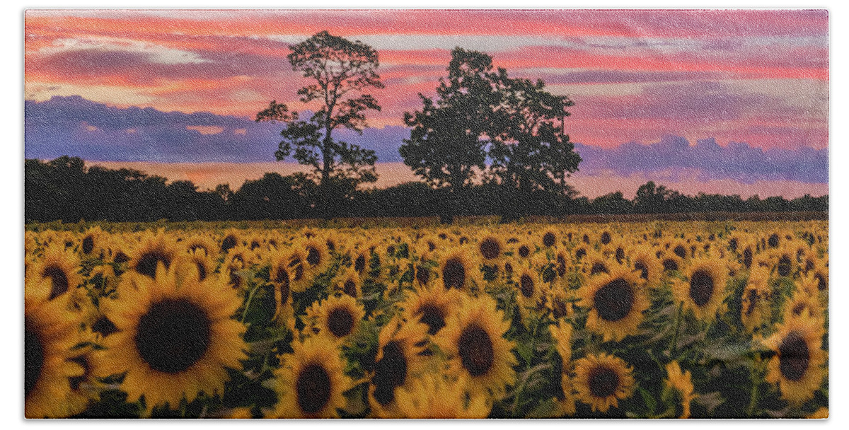 Sunflowers Beach Towel featuring the photograph September Dream by Arthur Oleary