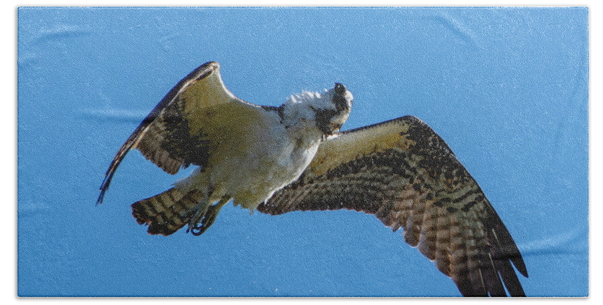 Osprey Beach Sheet featuring the photograph Shake it Off 2 by Douglas Killourie