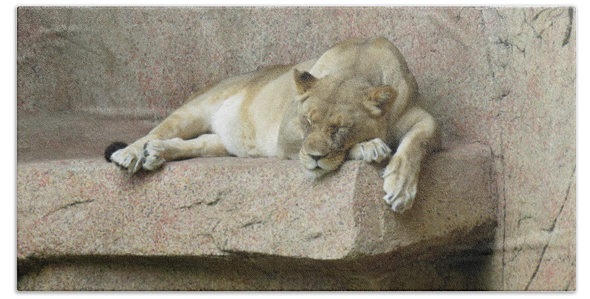 Female Beach Towel featuring the photograph She Lion by Mary Mikawoz