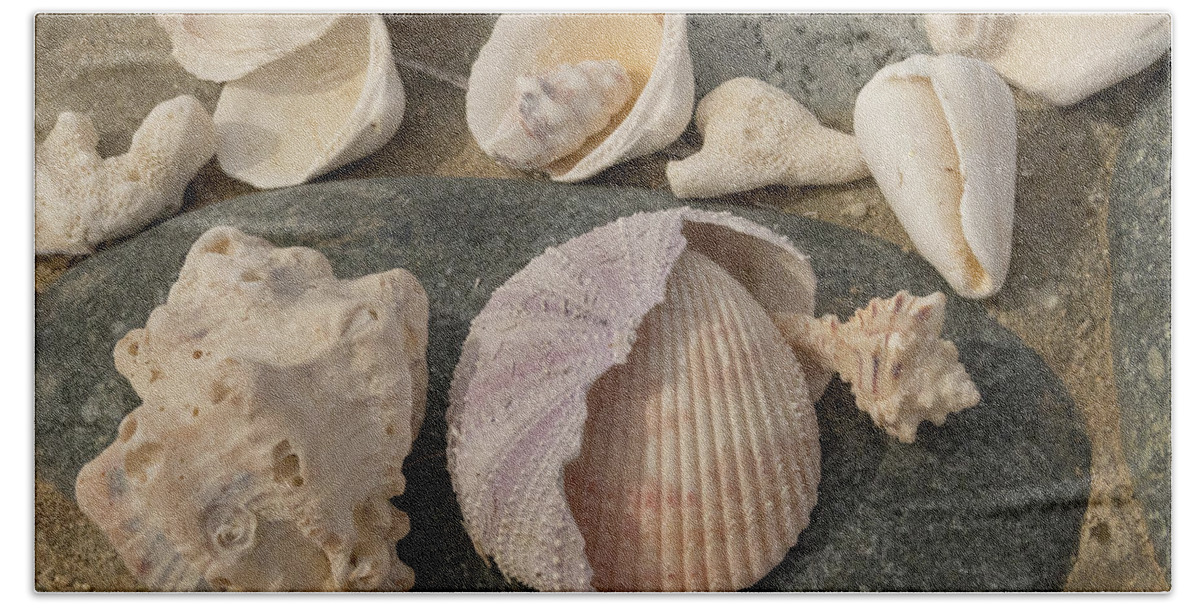 Mexico Beach Towel featuring the photograph Shell Collection by Jean Noren