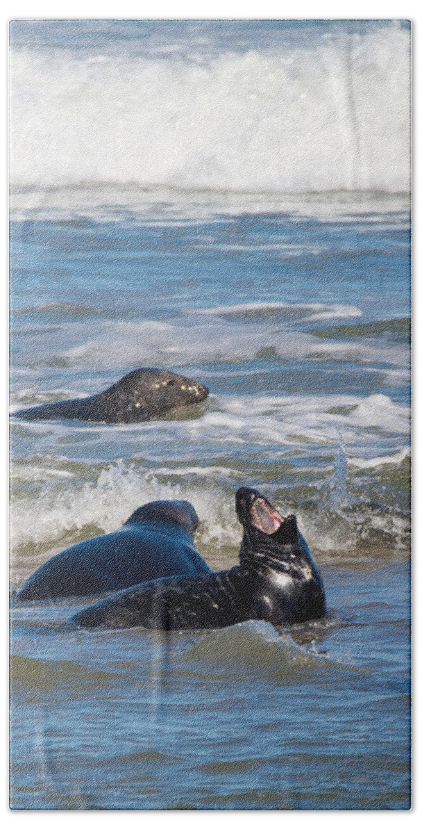 Gray Seal Beach Towel featuring the photograph Show Me Your Teeth by Linda Bonaccorsi