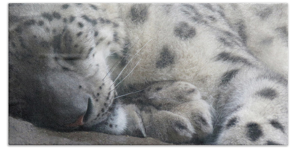 Close-up Beach Towel featuring the photograph Sleeping Cheetah by Mary Mikawoz