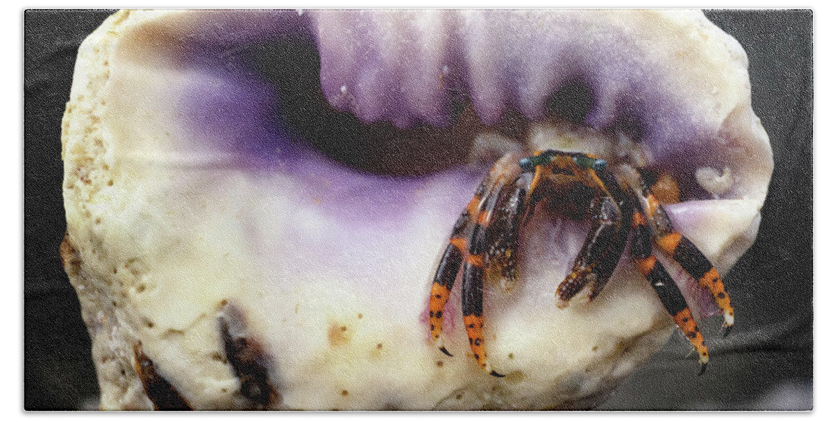 Hermit Crab Beach Towel featuring the photograph Small Hermit Crab by Christopher Johnson