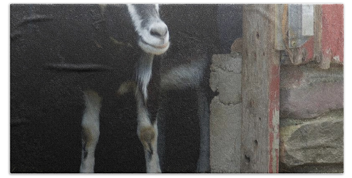 Animals Beach Towel featuring the photograph Smiling Goat by Marty Klar