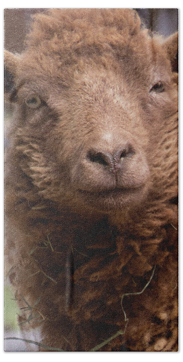 Sheep Beach Towel featuring the photograph Smirking Sheep by Christy Garavetto