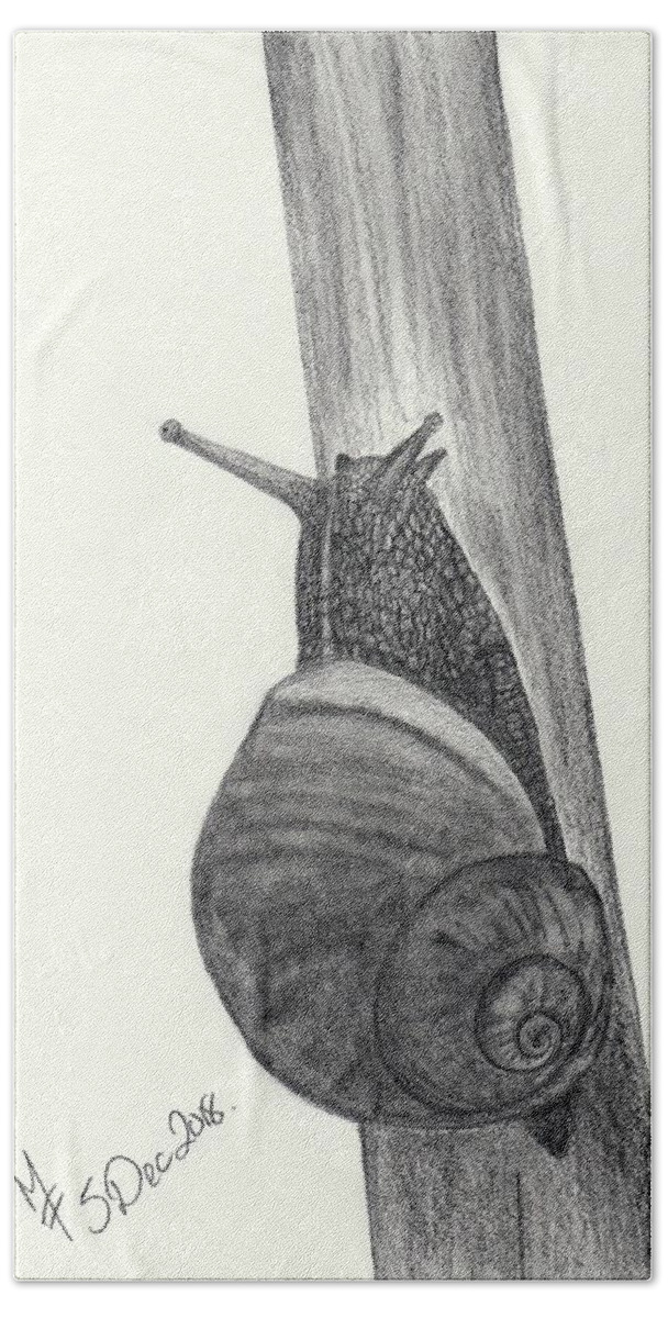 Pencil Beach Towel featuring the drawing Snail sketch by Martina Fagan