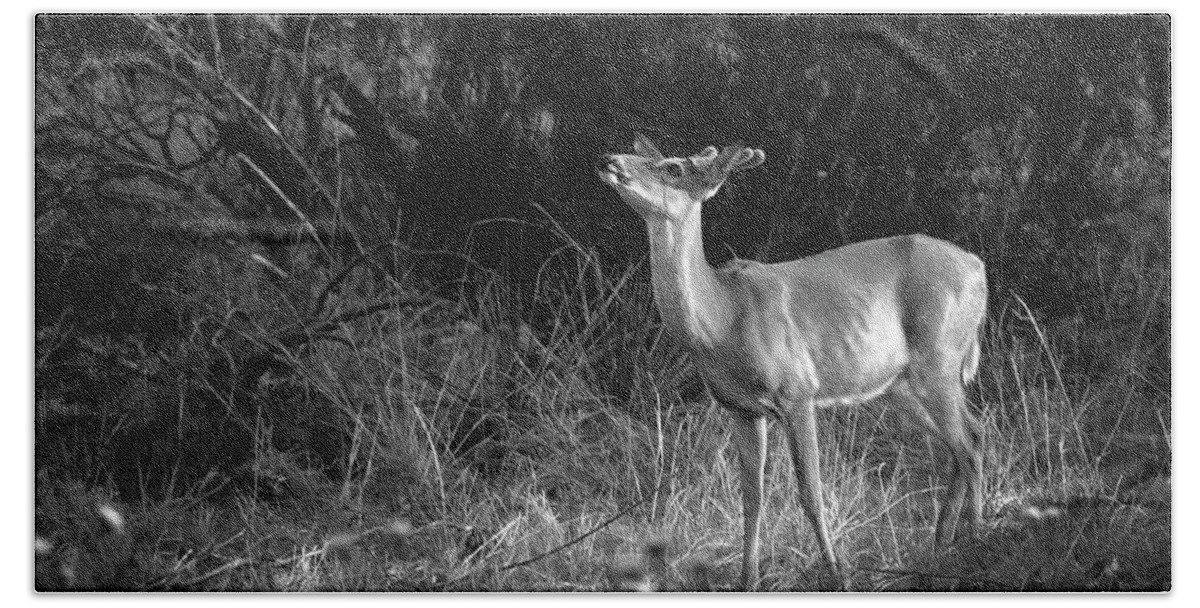 Richard E. Porter Beach Towel featuring the photograph Sniffing the Wind - Deer, Palo Duro Canyon State Park, Texas by Richard Porter