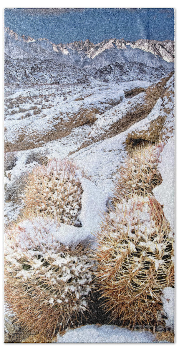 North America Beach Towel featuring the photograph Snow Covered Cactus Below Mount Whitney Eastern Sierras by Dave Welling