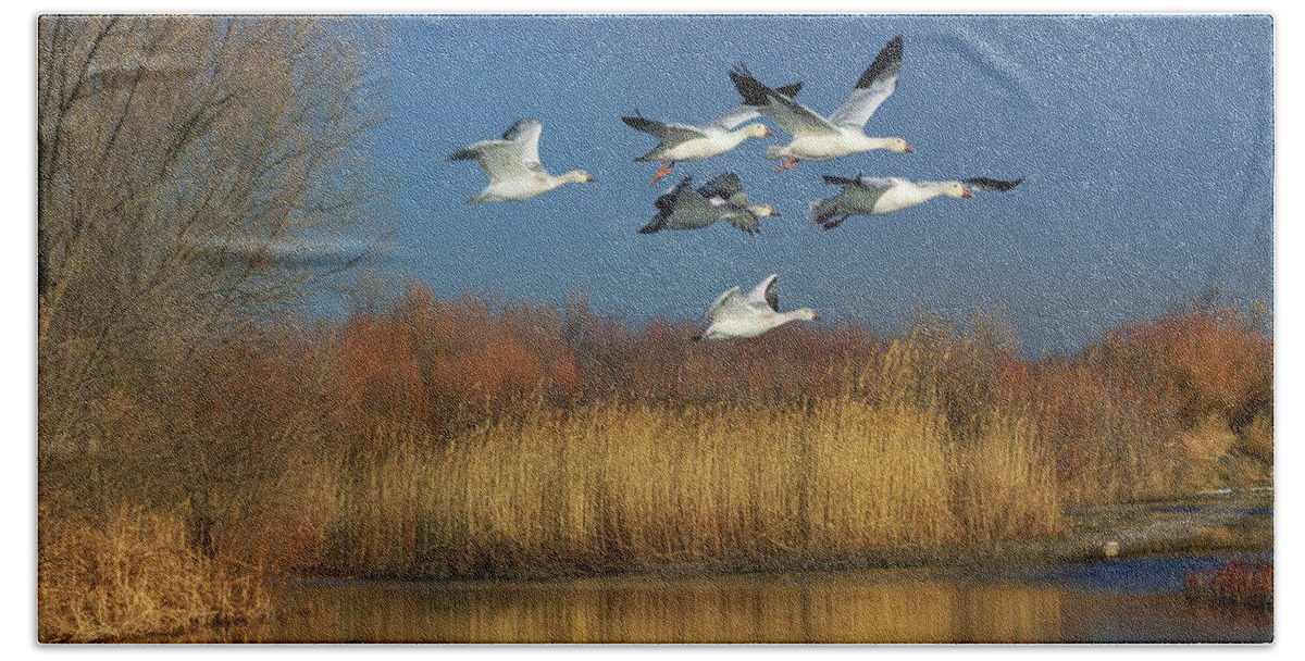 00557640 Beach Towel featuring the photograph Snow Geese Flying, Bosque Del Apache Nwr, New Mexico by Tim Fitzharris