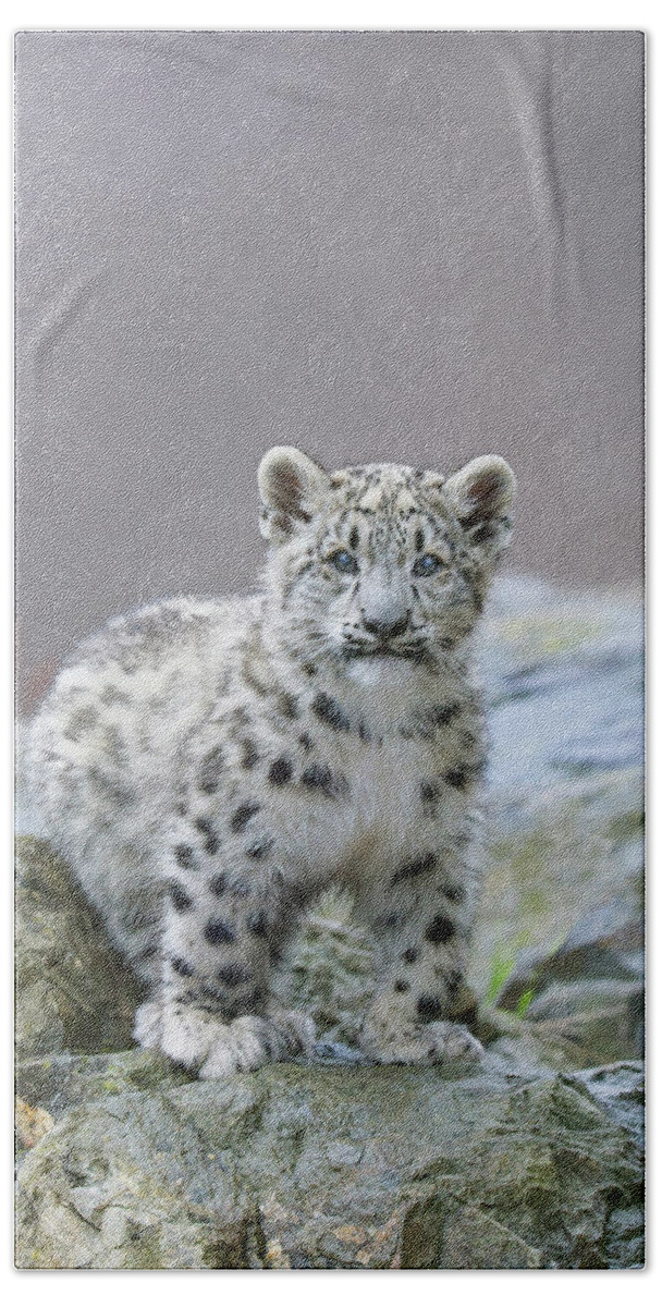 Suzi Eszterhas Beach Towel featuring the photograph Snow Leopard Cub by Suzi Eszterhas