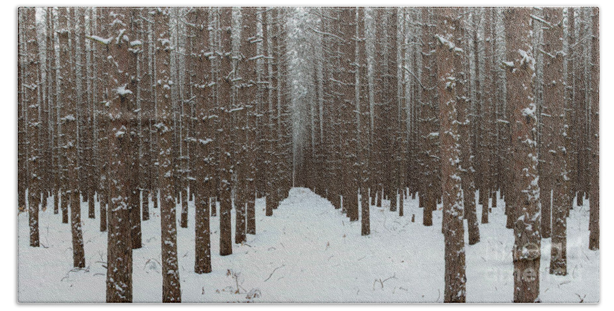 Sleeping Bear Dunes Beach Towel featuring the photograph Snow on Forest Ground by Twenty Two North Photography