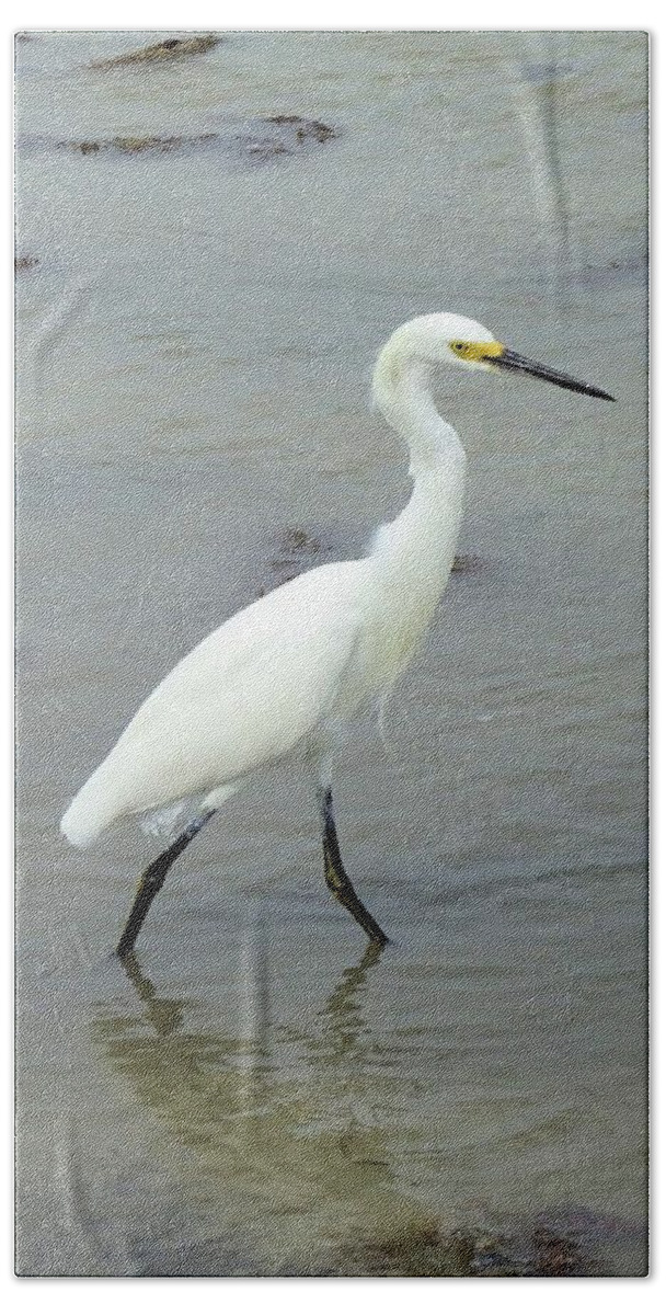 Birds Beach Towel featuring the photograph Snowy Egret Strolling by Karen Stansberry