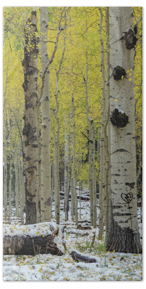 Arizona Beach Sheet featuring the photograph Snowy Gold Aspen by Gaelyn Olmsted