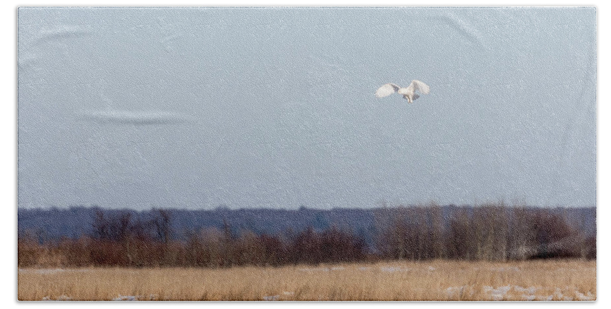 Snowy Owl (bubo Scandiacus) Beach Towel featuring the photograph Snowy Owl 2018-24 by Thomas Young