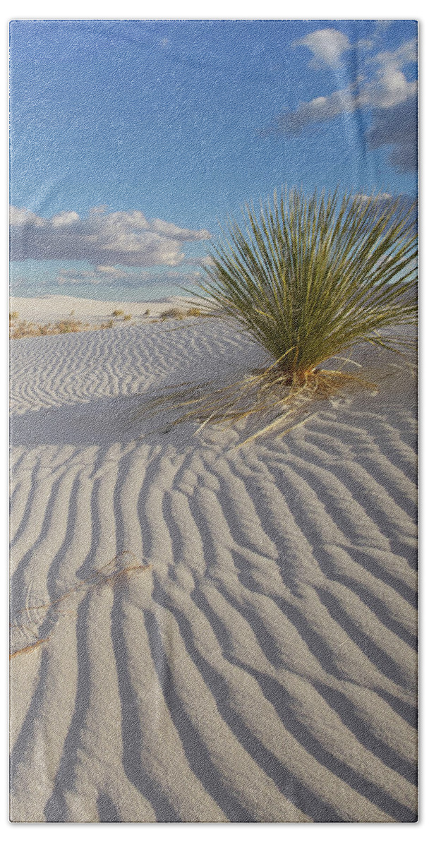 00557659 Beach Towel featuring the photograph Soaptree Yucca, White Sands Nm, New Mexico by Tim Fitzharris