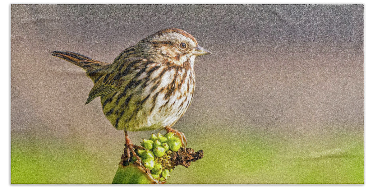 Song Sparrow Beach Towel featuring the photograph Songster Perching by Kate Brown