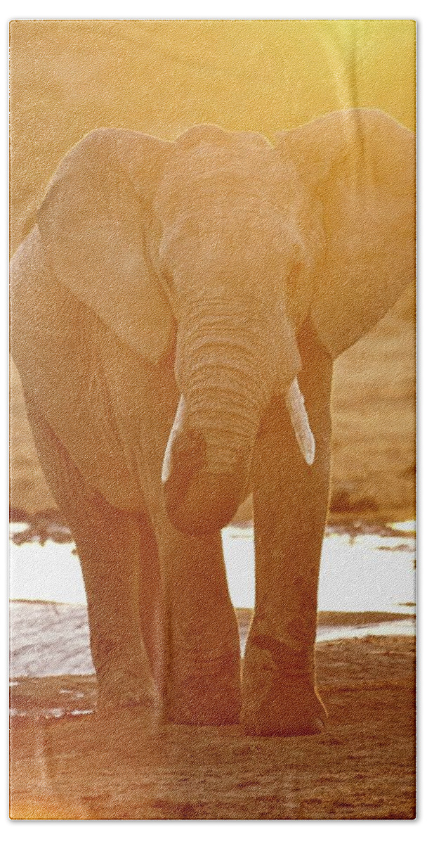 Estock Beach Towel featuring the digital art South Africa, Eastern Cape, Addo Elephant National Park, Sundays River Valley, African Elephant (loxodonta Africana) by Richard Taylor