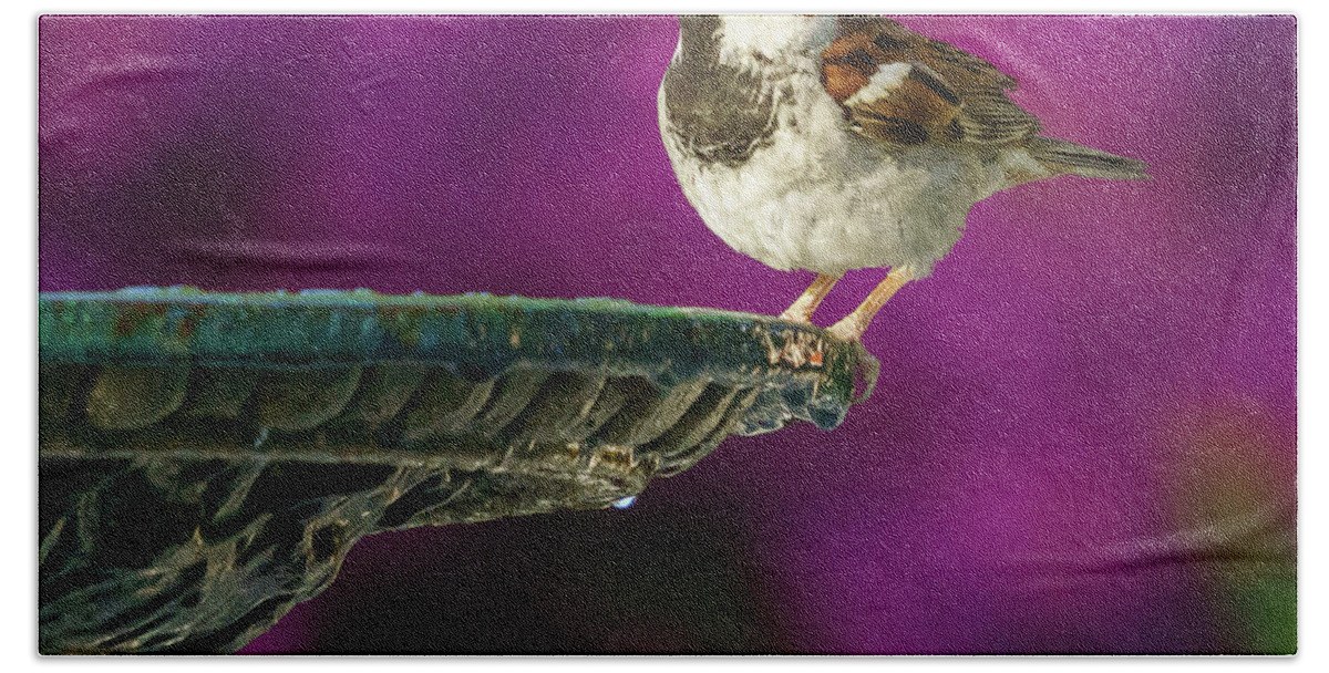 Feather Beach Towel featuring the photograph Spanish Sparrow and Iron Fountain by Pablo Avanzini